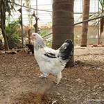 תרנגולת לבנה אפורה